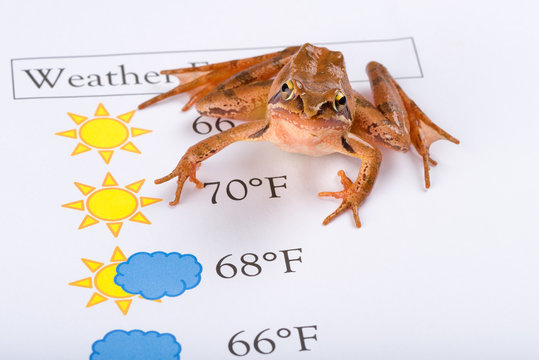 Frog as a weather prophet makes the weather forecast, English Version