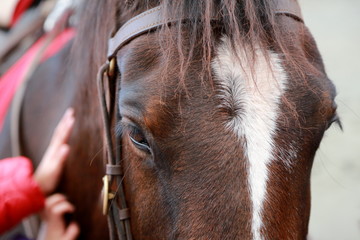 Horse close-up