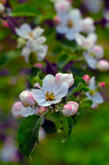 Fototapeta na wymiar apple tree blossoms