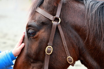 Horse being patted by child
