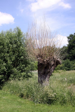 kopfweide im naturpark schwalm-nette