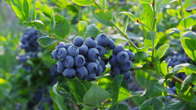 Closeup of blueberries on bush, rack focus