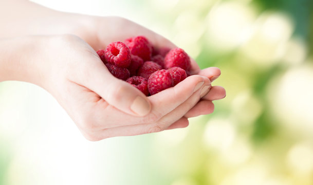 close up of woman hands holding raspberries