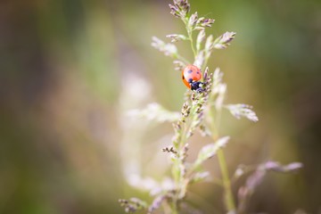 vintage photo of ladybug on grass