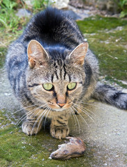 Obraz premium cat with mouse