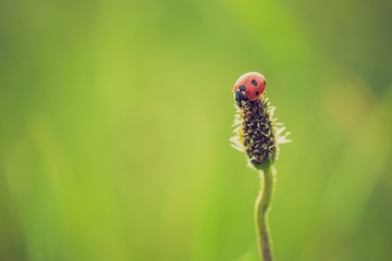vintage photo of ladybug on grass