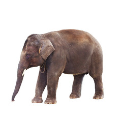 Indian Elephant