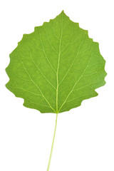 Aspen tree leaf