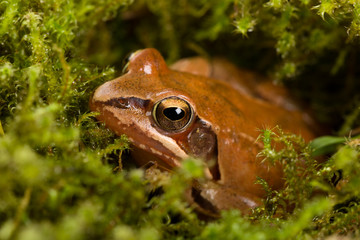 Frog sitting in ambush on green moss. It´s a spring frog (Rana dalmatina).