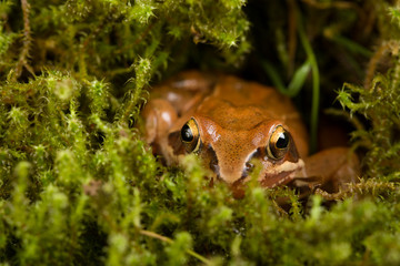 Frog sitting in ambush on green moss. It´s a spring frog (Rana dalmatina).