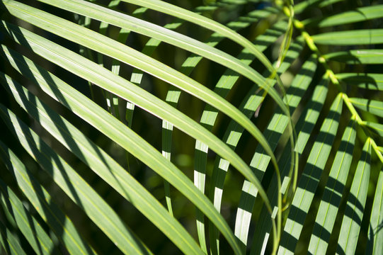 Bright Green Tropical Palm Frond Background