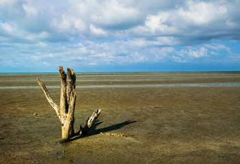 lonely Dead tree on beach