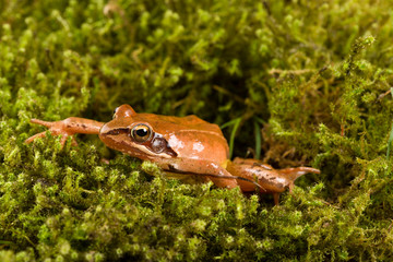 Frog sitting in ambush on green moss. It´s a spring frog (Rana dalmatina).