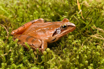 Frog sitting in ambush on green moss. It´s a spring frog (Rana dalmatina).