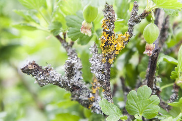 Gooseberry and Iceland moss