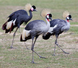Grey Crowned Crane