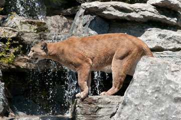A cougar leaps from one rock to another with a waterfall behind it.