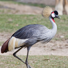 Grey Crowned Crane