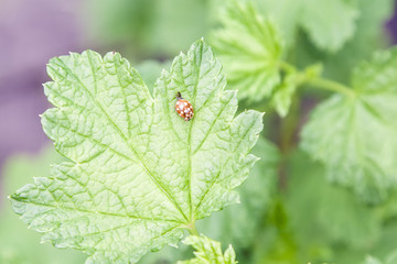 Red ladybug on the leaf