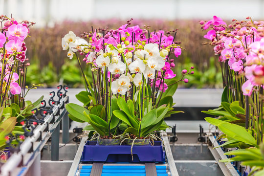 Orchids ready for export in a greenhouse