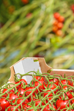 Crate with fresh cherry tomatoes in a Dutch greenhouse