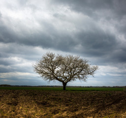 Obraz premium arbre solhouette nature