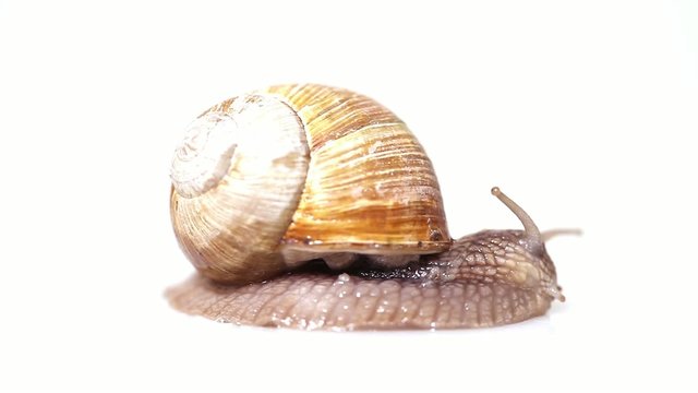 Macro of small garden snail crawling in front of white background at 8x speed
