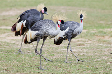 Grey Crowned Crane