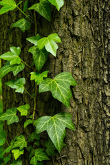 Ivy on the tree