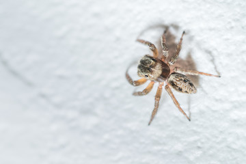 Jumping Spider