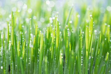 Fototapeta na wymiar Green oat sprouts with dew drops