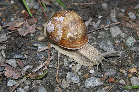 Slugg Bilder – Durchsuchen 261 Archivfotos, Vektorgrafiken und Videos ...