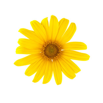 Yellow Daisy