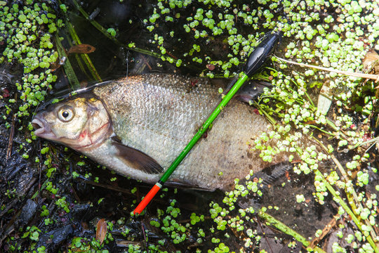 Common Bream (Abramis Brama)