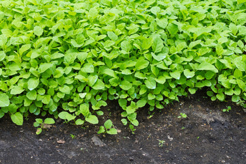 Green leafy crop