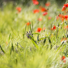 wild flowers in a barley field