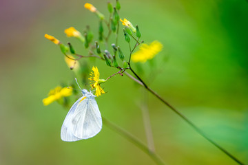 Cabbage butterfly drinking on yellow flower