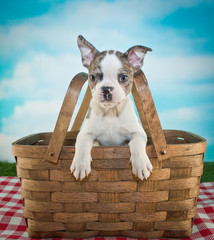 Picnic Puppy