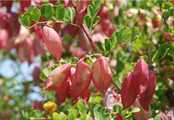 Baguenaudier ou Colutea arborescens
