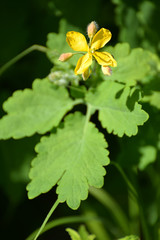 The blossoming greater celandine (Chelidonium majus L.)