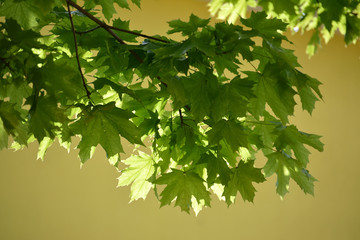 Fototapeta na wymiar The young green maple leaves lit with the sun on a yellow backgr