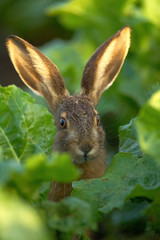 Junger Hase,Hasenbaby