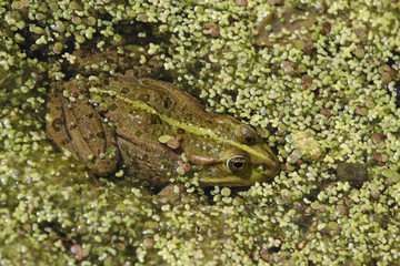 Teichfrosch