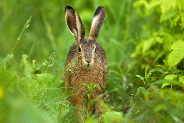 Junger Hase,Hasenbaby