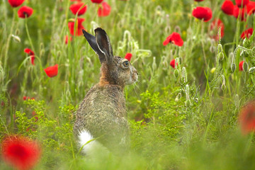 Hase in Mohn
