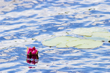 Red Water lily, nymphaea alba f. rosea