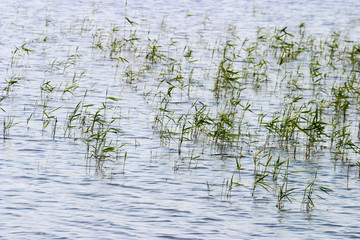 Reeds in the water