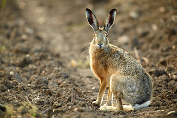 Obraz premium Feldhase Stehend