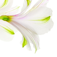 White Lily