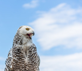 Le harfang des neiges